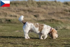 Lire la suite à propos de l’article Grand Basset Griffon Vendéen Éleveurs et chiots en République tchèque