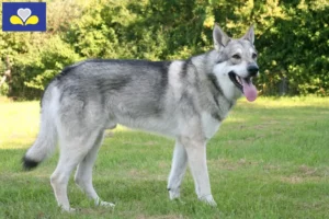 Lire la suite à propos de l’article Éleveurs de chiens-loups de Saarloos et chiots en Région de Bruxelles-Capitale