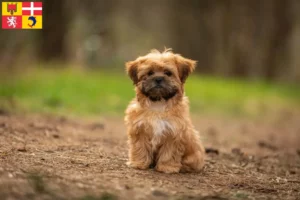 Lire la suite à propos de l’article Éleveurs et chiots de Shorkie en Auvergne-Rhône-Alpes