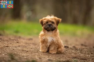 Lire la suite à propos de l’article Éleveurs et chiots de Shorkie en Bourgogne-Franche-Comté