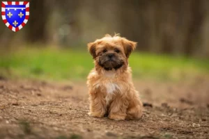 Lire la suite à propos de l’article Éleveurs et chiots de Shorkie en Centre-Val de Loire