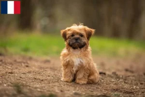 Lire la suite à propos de l’article Éleveurs et chiots de Shorkie en France