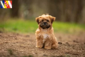 Lire la suite à propos de l’article Éleveurs et chiots de Shorkie dans le Grand Est