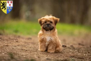 Lire la suite à propos de l’article Éleveurs et chiots de Shorkie en Hauts-de-France