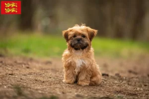 Lire la suite à propos de l’article Éleveurs de Shorkie et chiots en Normandie