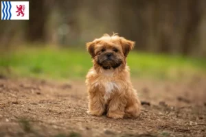 Lire la suite à propos de l’article Éleveurs et chiots de Shorkie en Nouvelle-Aquitaine