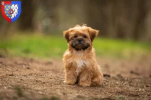 Lire la suite à propos de l’article Éleveurs et chiots de Shorkie en Pays de la Loire