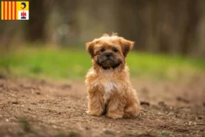 Lire la suite à propos de l’article Éleveurs et chiots de Shorkie en Provence-Alpes-Côte d’Azur