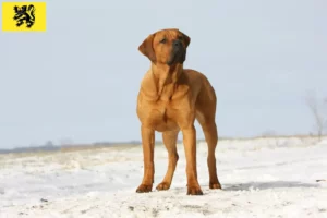 Lire la suite à propos de l’article Tosa éleveurs et chiots en Flandre