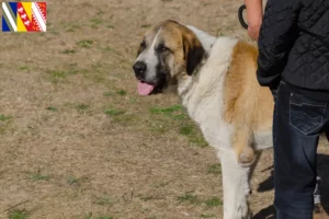 Lire la suite à propos de l’article Transmontano chien de berger éleveurs et chiots en Grand Est