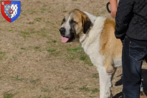 Lire la suite à propos de l’article Transmontano chien de berger éleveurs et chiots en Pays de la Loire