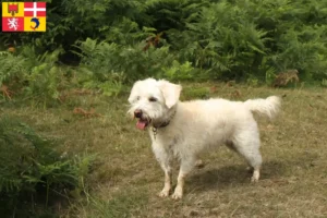 Lire la suite à propos de l’article Éleveurs de Westiepoo et chiots en Auvergne-Rhône-Alpes