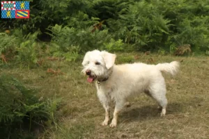 Lire la suite à propos de l’article Éleveurs et chiots de Westiepoo en Bourgogne-Franche-Comté