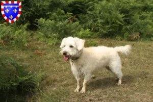 Lire la suite à propos de l’article Éleveurs de Westiepoo et chiots en Centre-Val de Loire