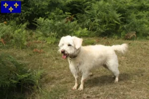 Lire la suite à propos de l’article Éleveurs de Westiepoo et chiots en Île-de-France