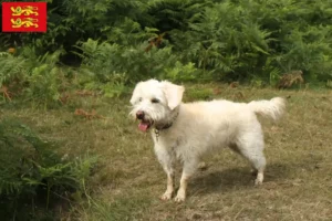 Lire la suite à propos de l’article Éleveurs de Westiepoo et chiots en Normandie