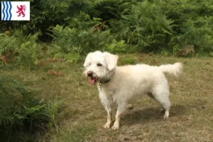 Lire la suite à propos de l’article Éleveurs de Westiepoo et chiots en Nouvelle-Aquitaine