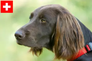 Lire la suite à propos de l’article Éleveurs et chiots à poil long allemand en Suisse