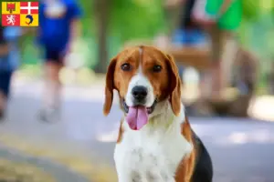 Lire la suite à propos de l’article Éleveurs de Foxhounds américains et chiots en Auvergne-Rhône-Alpes