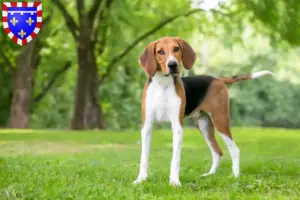 Lire la suite à propos de l’article Éleveurs de Foxhounds américains et chiots en Centre-Val de Loire