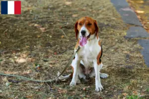 Lire la suite à propos de l’article Éleveurs de Foxhounds américains et chiots en France