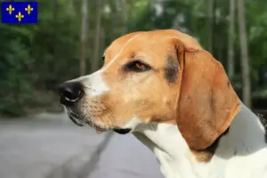 Lire la suite à propos de l’article Éleveurs de Foxhounds américains et chiots en Île-de-France