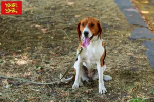 Lire la suite à propos de l’article Éleveurs de Foxhounds américains et chiots en Normandie