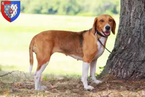 Lire la suite à propos de l’article Éleveurs de Foxhounds américains et chiots en Pays de la Loire