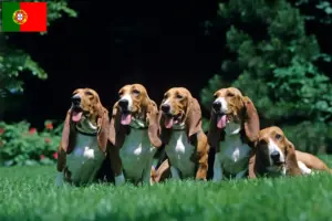 Lire la suite à propos de l’article Basset Artésien Normand Éleveurs et chiots au Portugal