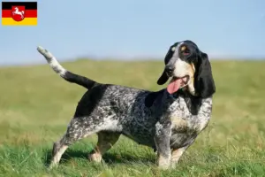 Lire la suite à propos de l’article Basset bleu de Gascogne Éleveurs et chiots en Basse-Saxe