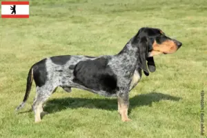 Lire la suite à propos de l’article Basset bleu de Gascogne éleveurs et chiots à Berlin