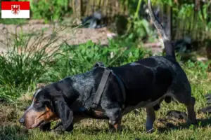 Lire la suite à propos de l’article Basset bleu de Gascogne Éleveurs et chiots dans le Brandebourg