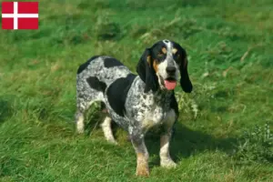 Lire la suite à propos de l’article Basset bleu de Gascogne Éleveurs et chiots au Danemark