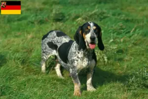 Lire la suite à propos de l’article Basset bleu de Gascogne Éleveurs et chiots en Rhénanie-Palatinat