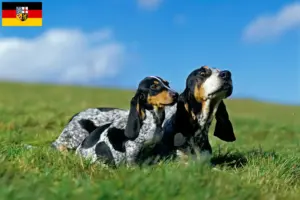 Lire la suite à propos de l’article Basset bleu de Gascogne éleveurs et chiots en Sarre