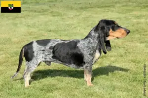 Lire la suite à propos de l’article Basset bleu de Gascogne Éleveurs et chiots en Saxe-Anhalt