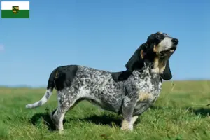 Lire la suite à propos de l’article Basset bleu de Gascogne Éleveurs et chiots en Saxe