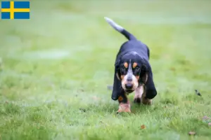 Lire la suite à propos de l’article Basset bleu de Gascogne Éleveurs et chiots en Suède