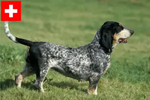 Lire la suite à propos de l’article Basset bleu de Gascogne Éleveurs et chiots en Suisse