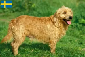 Lire la suite à propos de l’article Basset fauve de Bretagne Éleveurs et chiots en Suède