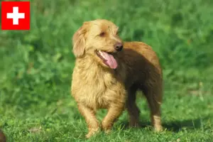 Lire la suite à propos de l’article Basset fauve de Bretagne Éleveurs et chiots en Suisse