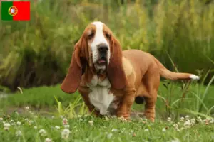 Lire la suite à propos de l’article Éleveurs de bassets et chiots au Portugal