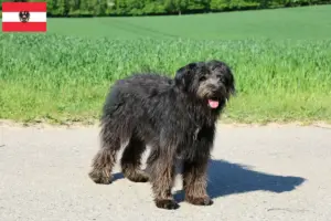 Lire la suite à propos de l’article Bouvier des Flandres éleveurs et chiots en Autriche