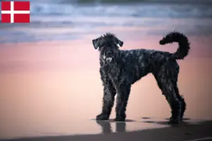 Lire la suite à propos de l’article Bouvier des Flandres éleveurs et chiots au Danemark