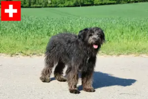 Lire la suite à propos de l’article Bouvier des Flandres éleveurs et chiots en Suisse