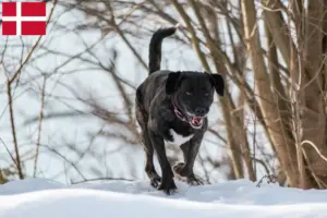 Lire la suite à propos de l’article Cão Fila de São Miguel Éleveurs et chiots au Danemark