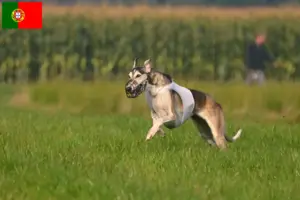 Lire la suite à propos de l’article Chart Polski éleveurs et chiots au Portugal