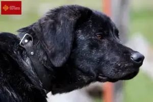 Lire la suite à propos de l’article Chien de Castro Laboreiro Éleveurs et chiots en Occitanie