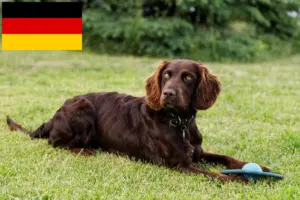 Lire la suite à propos de l’article Éleveurs de chiens de garde allemands et chiots en Allemagne