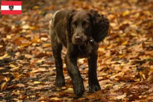 Lire la suite à propos de l’article Éleveurs de chiens de garde allemands et chiots en Autriche